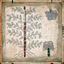 Ravenna, S. Giovanni Evangelista, Albero dalle radici aeree